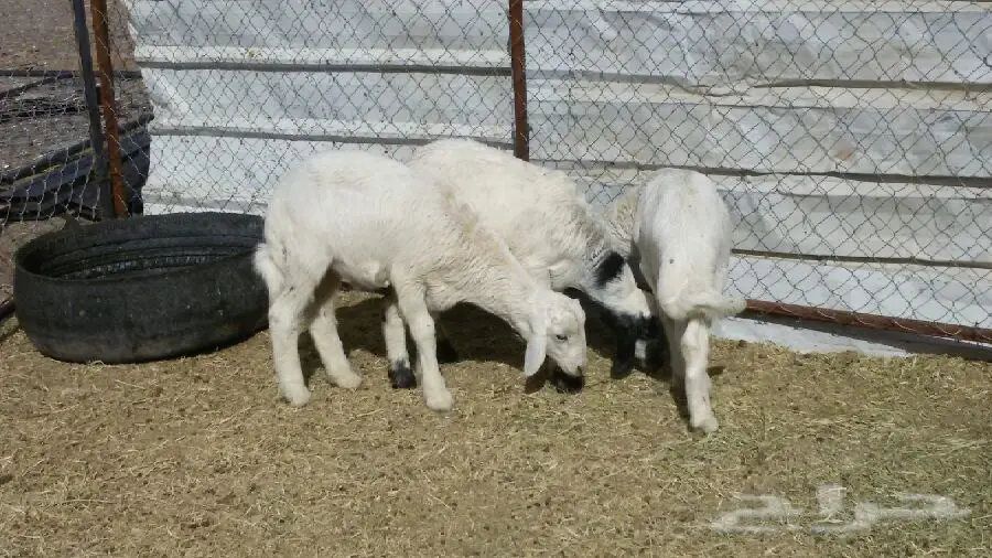 3خرفان (image 2)