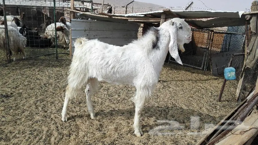 الرياض - تيسين واحد رباع (image 1)