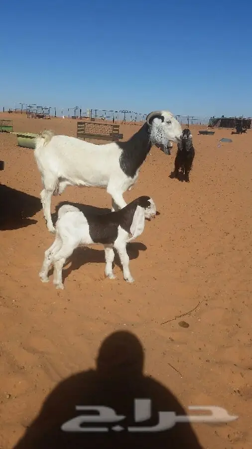 العنز الوالد (image 9)