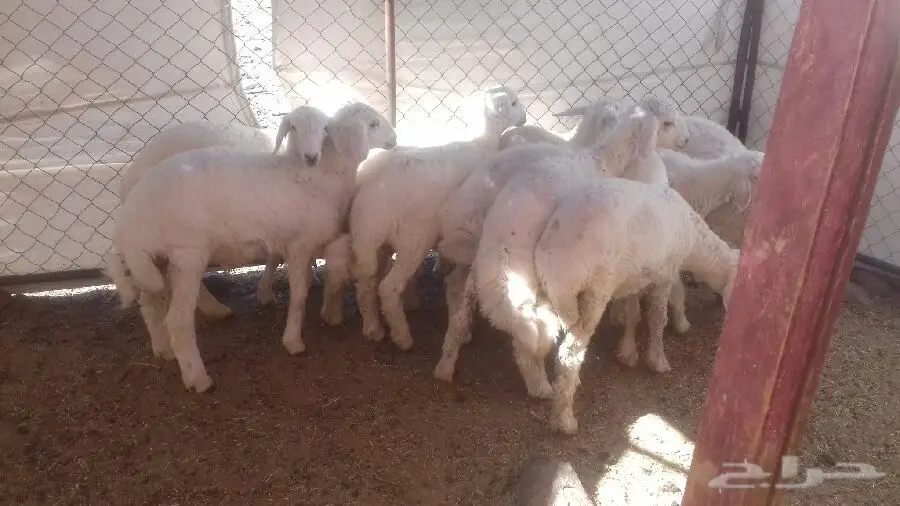 بيع حصان إسطبل - حالة ممتازة (image 2)