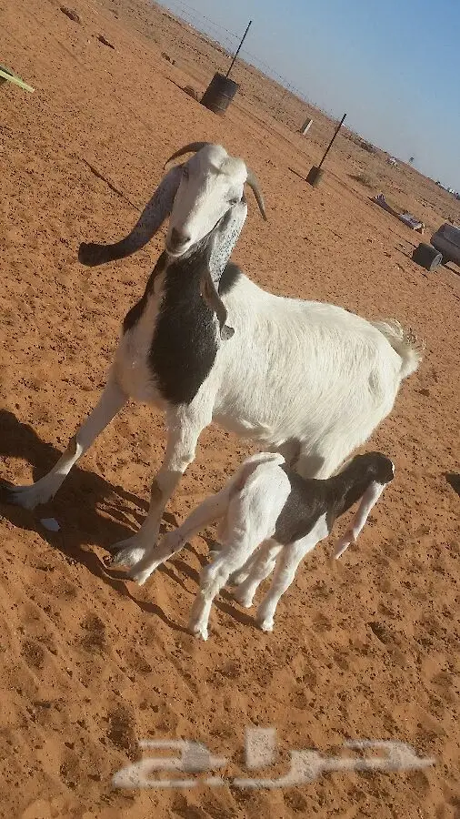 العنز الوالد (image 8)