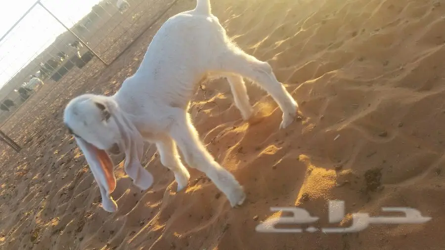 داغور حجازي (image 6)