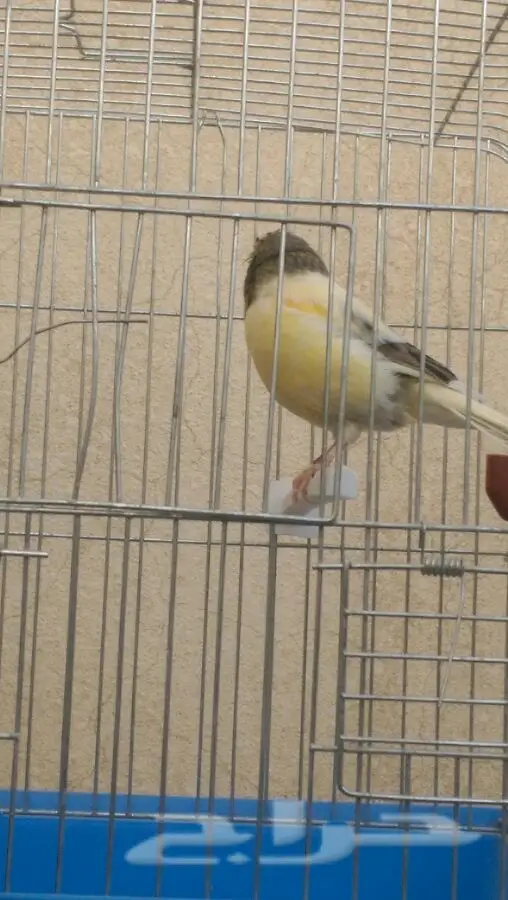 ذكر كناري (image 5)