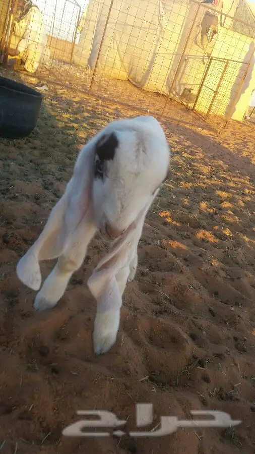 داغور حجازي (image 1)