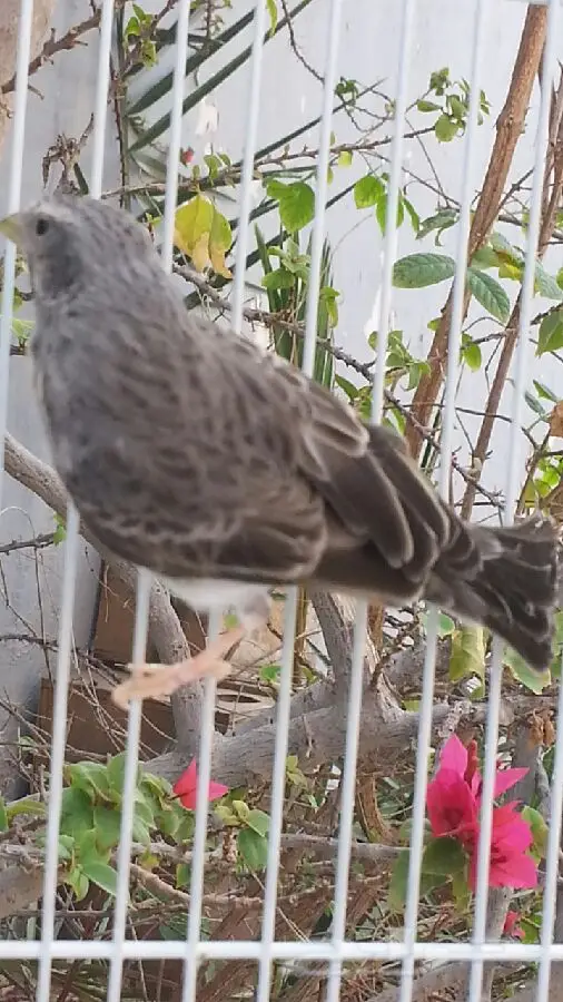 راس تنورة أنثى - ياسمين (فوق السنتين) - جاهز الآن! (image 2)