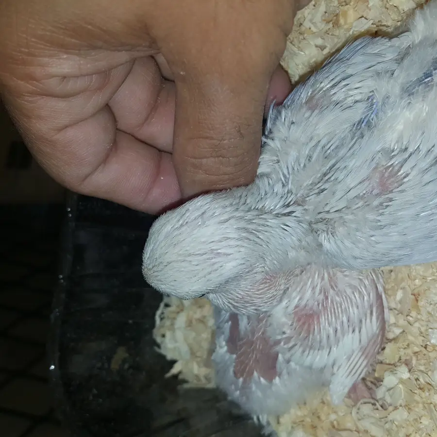 فرخين مثيران - بَينُو وبَلَد! (image 1)