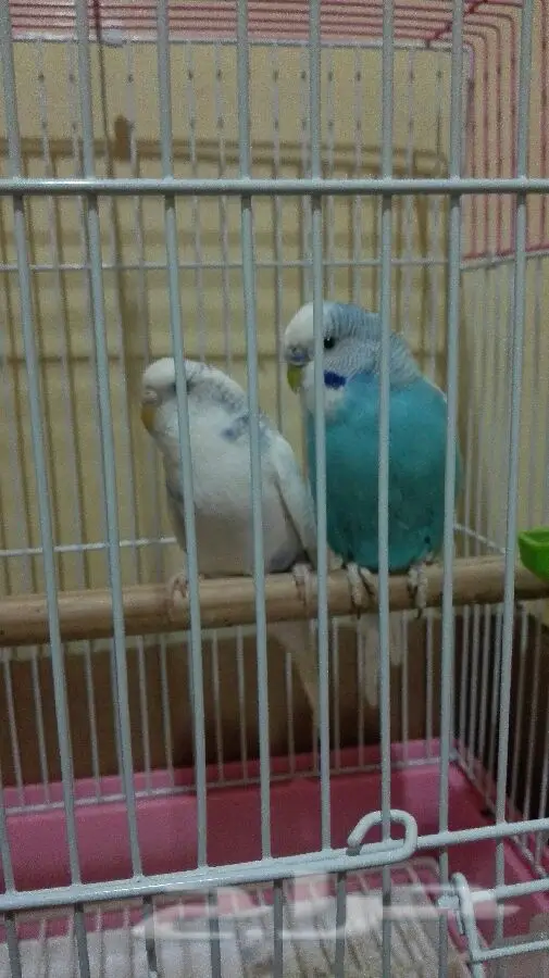 زوج محب ومتوالد - فرصة لا تعوض! (image 4)