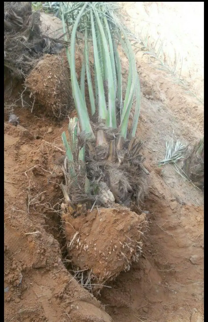 فسائل اخلاص - فرصة لا تُفوّت! (image 6)