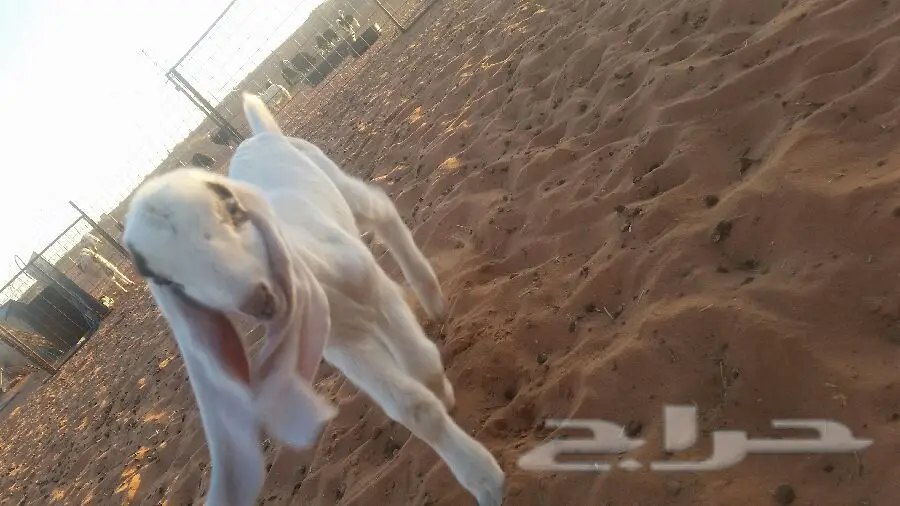 داغور حجازي (image 4)