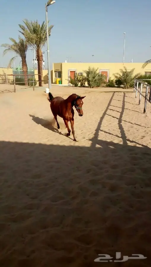 مهر عربي أصيل - فرصة لا تُفوّت! (image 4)