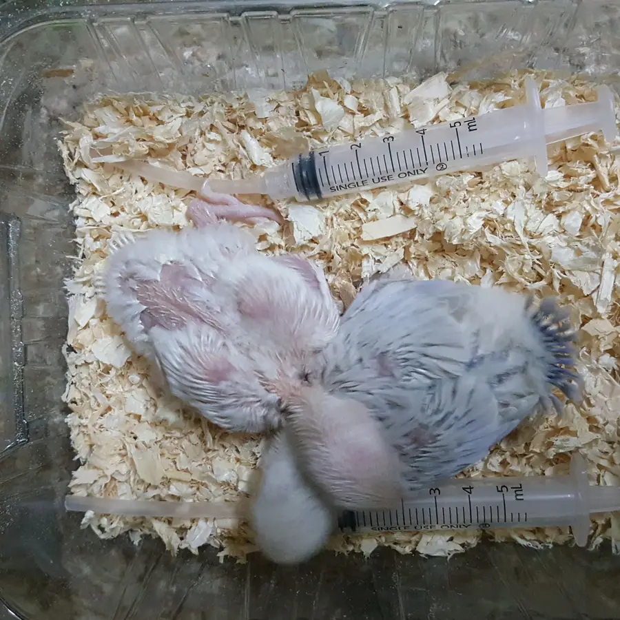 فرخين مثيران - بَينُو وبَلَد! (image 4)