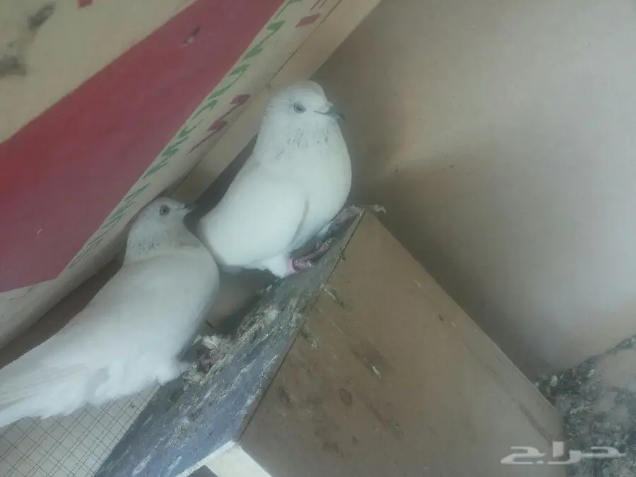 زوج موتي والا فائق الجودة - فرصة لا تعوّض! (image 3)