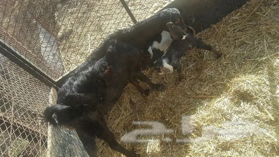 فرصة استثمارية مميزة - أرض سكنية في حي متميز (image 2)