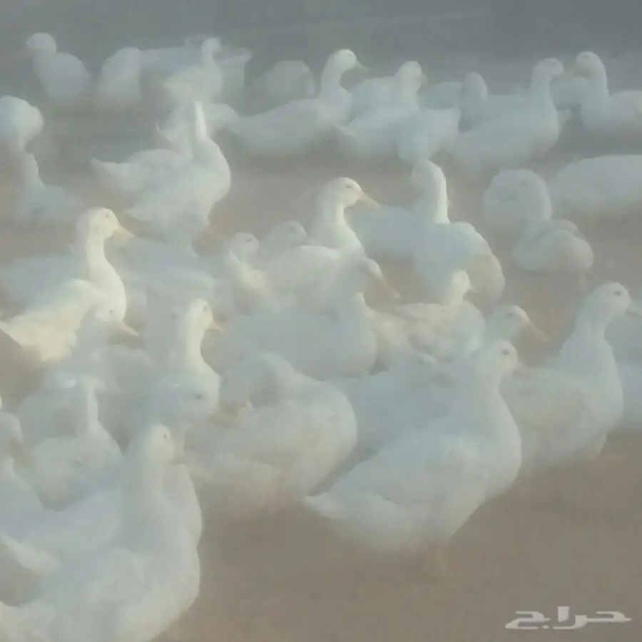 بط بكين بياض - فرز و إنتاج ممتاز (image 2)