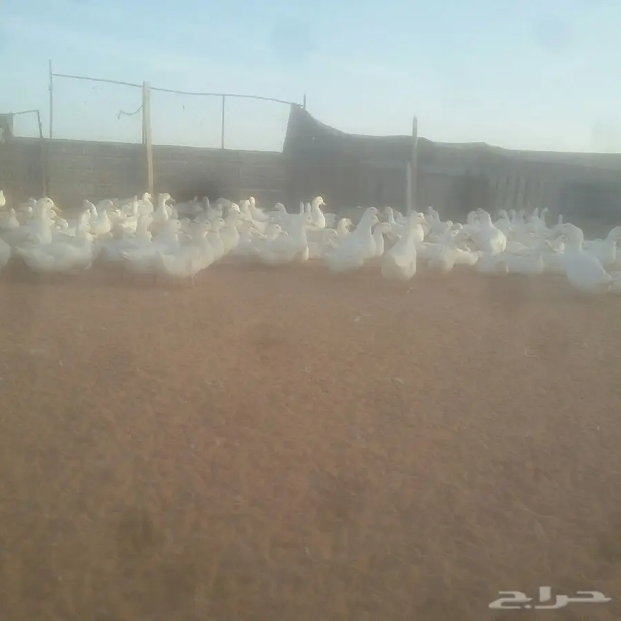 بط بكين بياض - فرز و إنتاج ممتاز (image 1)