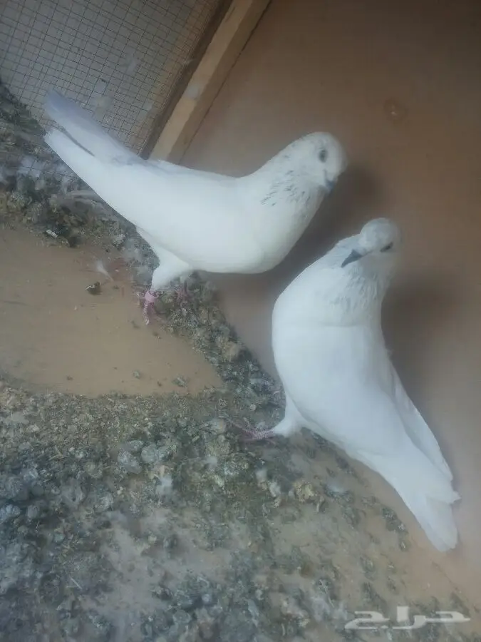 زوج موتي والا فائق الجودة - فرصة لا تعوّض! (image 1)