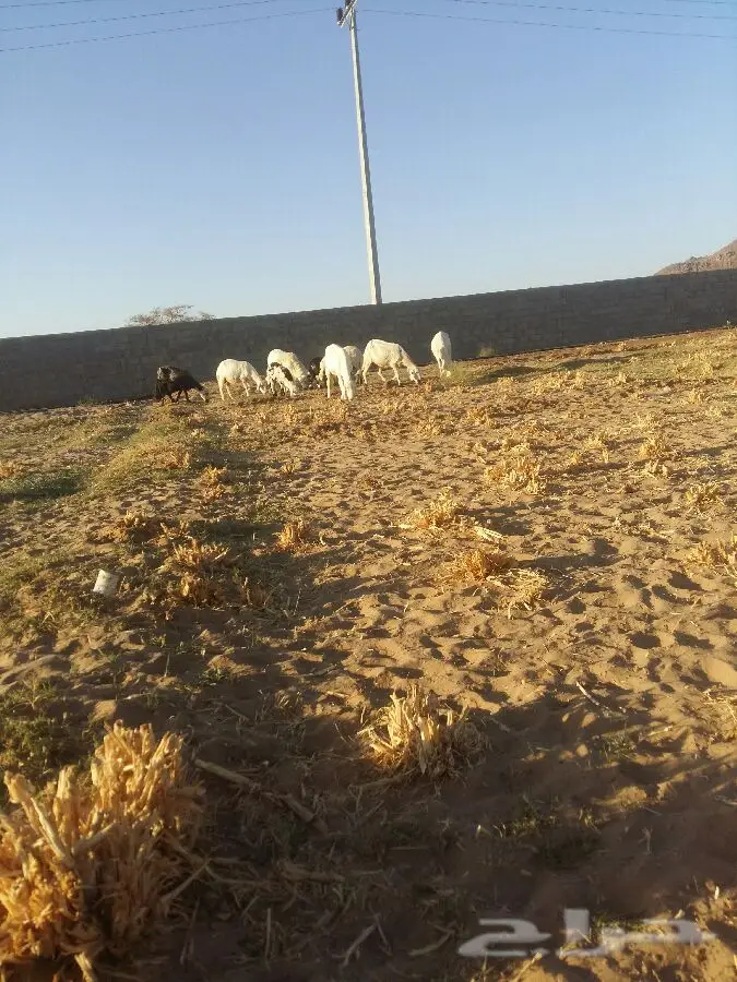 غنم ممتاز للبيع - نجران (image 2)