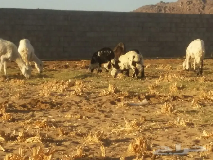 غنم ممتاز للبيع - نجران (image 1)