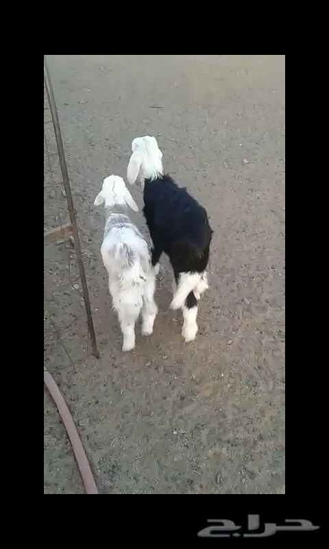 قطط صغيرة لبيعة - فرصتك لاقتناء أفراد عائليين