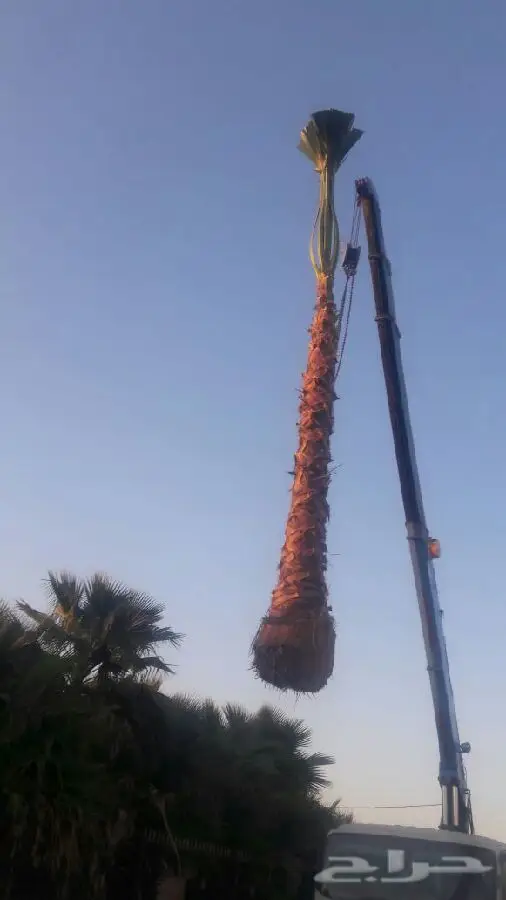 نخيل بلدي وواشنطونيا