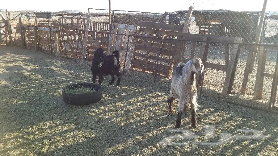 تيس وجفره (image 4)