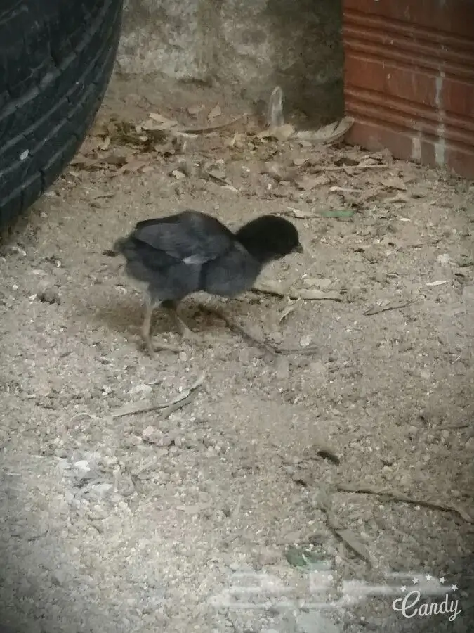 فرخات دجاج باكستاني أصيلة - فرصة لا تُفوّت! (image 1)