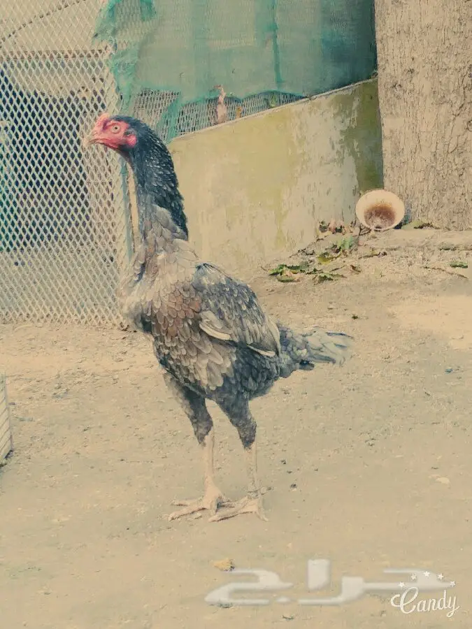 فرخات دجاج باكستاني أصيلة - فرصة لا تُفوّت! (image 5)