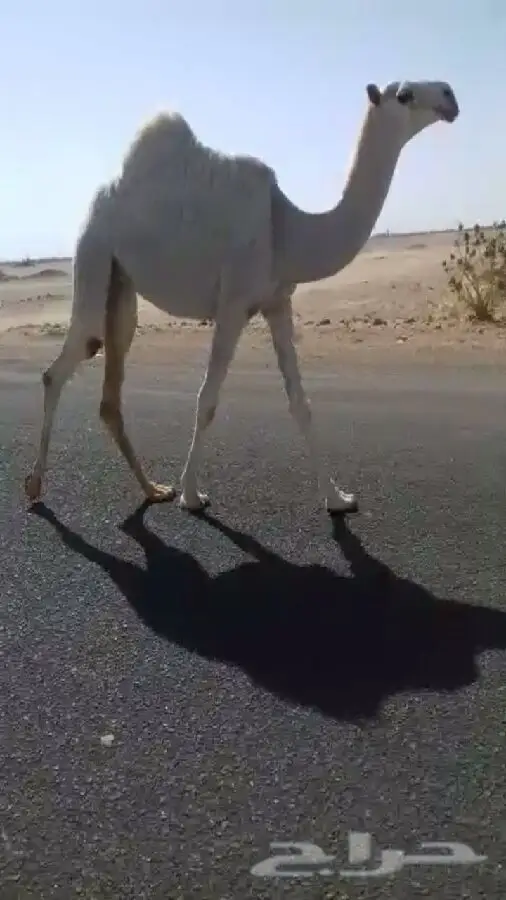 سيارات مميزة بأسعار رائعة!