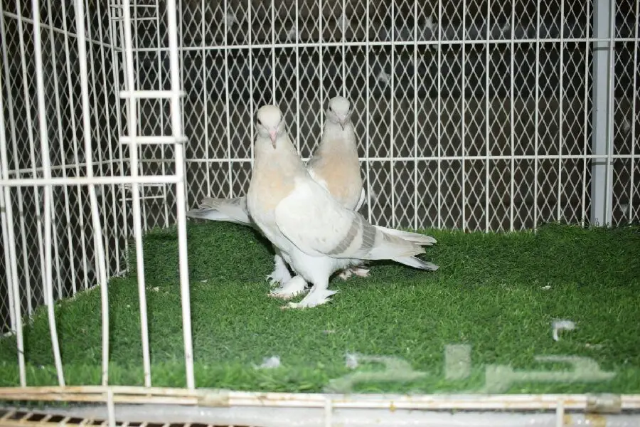 طيور مميزة - فرخات تركية و شماسي قوية! (image 1)