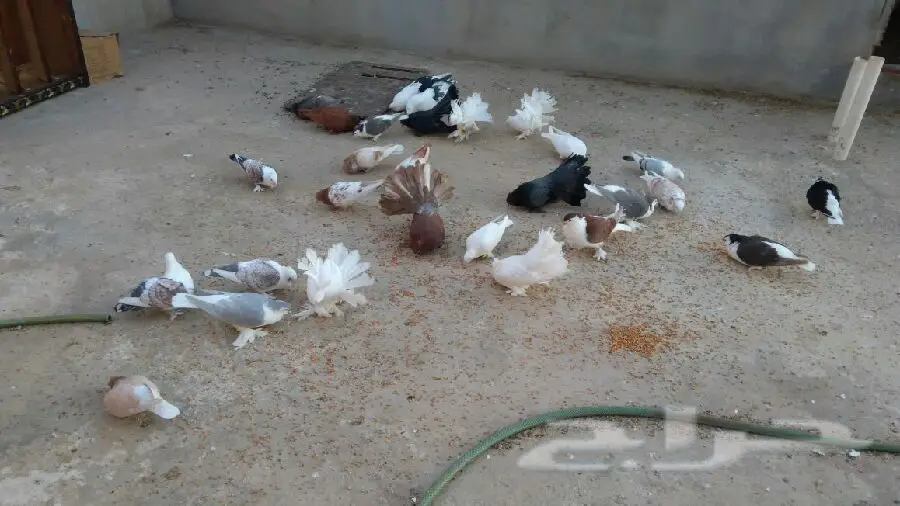 حمام فاخر للبدل - تشكيلة متنوعة من أجمل أنواع الحمّام! (image 9)