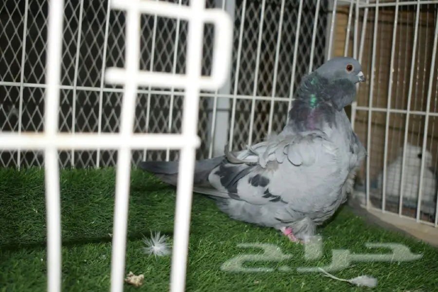 طيور مميزة - فرخات تركية و شماسي قوية! (image 6)