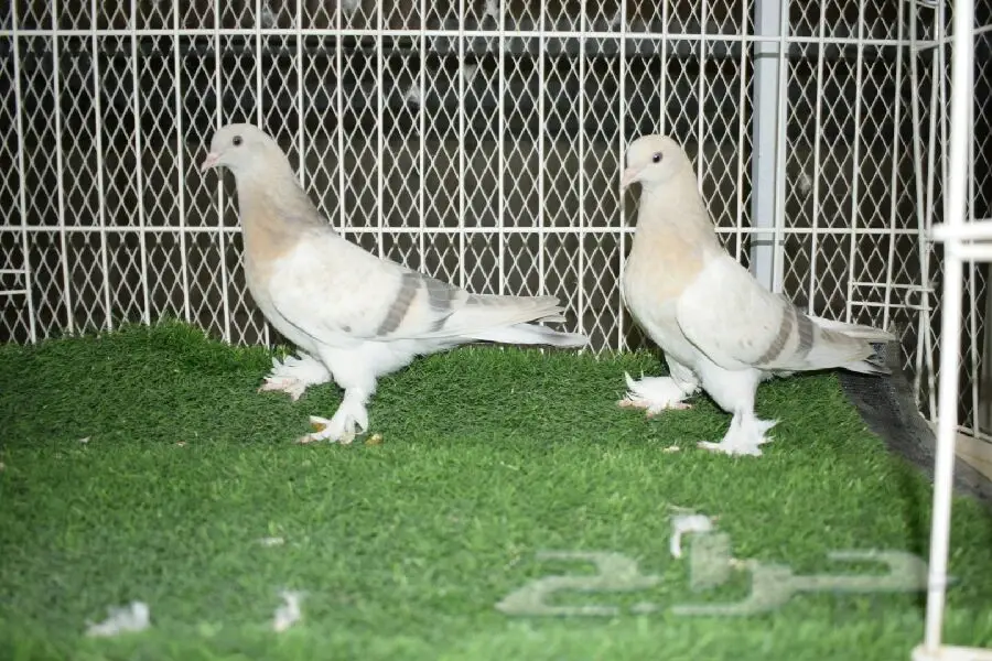 طيور مميزة - فرخات تركية و شماسي قوية! (image 2)