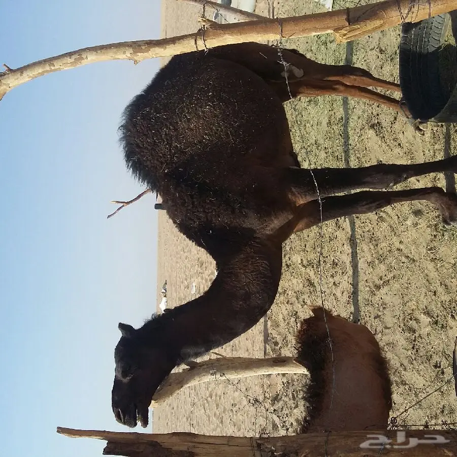 قعود مفرود كفو 