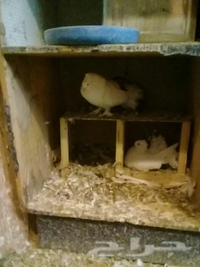 حمام فاخر للبدل - تشكيلة متنوعة من أجمل أنواع الحمّام! (image 3)