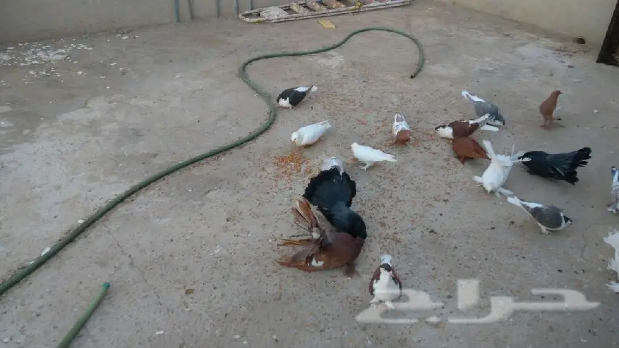 حمام فاخر للبدل - تشكيلة متنوعة من أجمل أنواع الحمّام! (image 5)