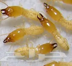 افضل شركة لرش المبيدات بالرياض 