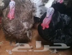 دجاج رومي بياض وديوك احجام كبيره