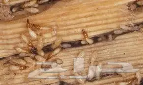 افضل شركة لرش المبيدات بالرياض  (image 3)