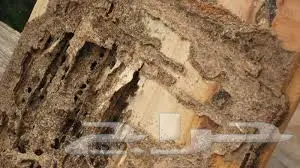 افضل شركة لرش المبيدات بالرياض  (image 1)