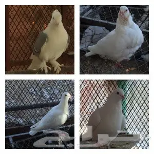 مجموعة حمام للبيع جملة