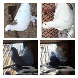 مجموعة حمام للبيع جملة (image 1)