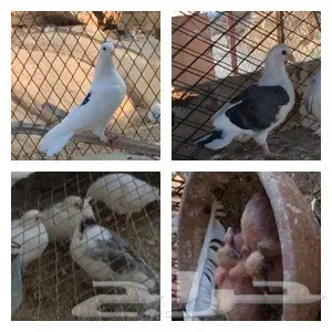 مجموعة حمام للبيع جملة (image 5)