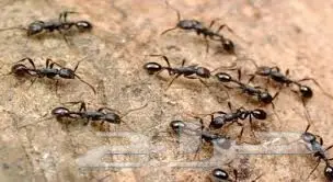 افضل شركة لرش المبيدات بالرياض  (image 5)