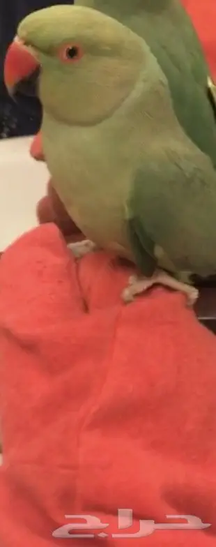 دره البيع اليوم بكره بالكثير (image 1)