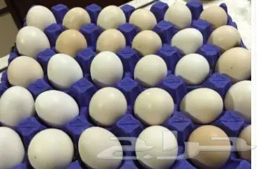 بيض بلدي.   