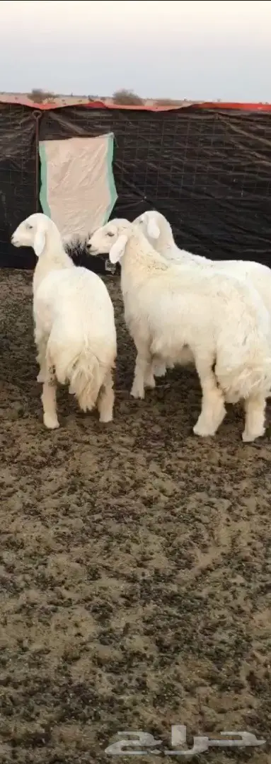 رخال صنف مقنى وشحم  (image 1)