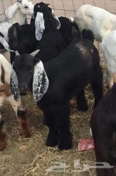 تيوس سمان  (image 1)