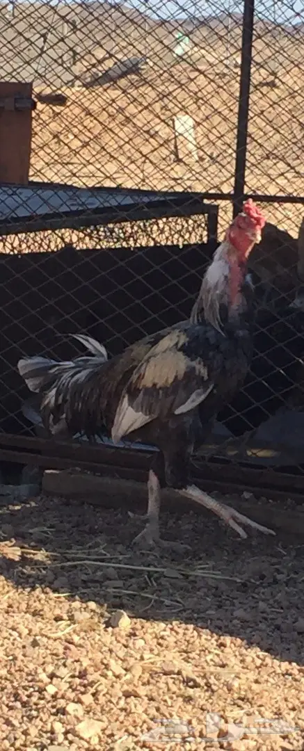 ديك باكستاني سندي  (image 2)