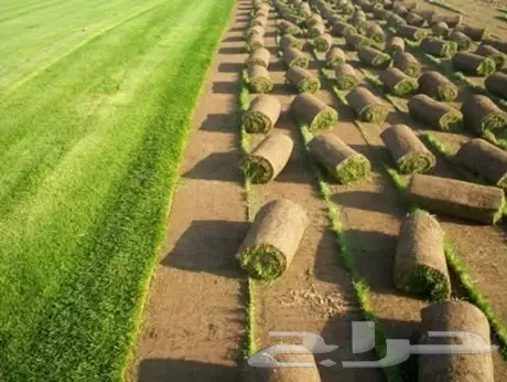 نجيله ( المتر 4 ريال ) فقط  (image 8)