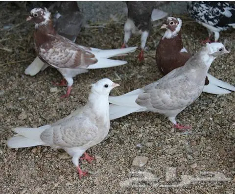 22 جوز قطايف حمر ومحاريف (image 27)